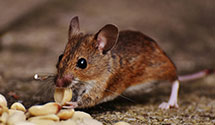 24 Hour & Emergency Exterminators in Fields Sta, PA